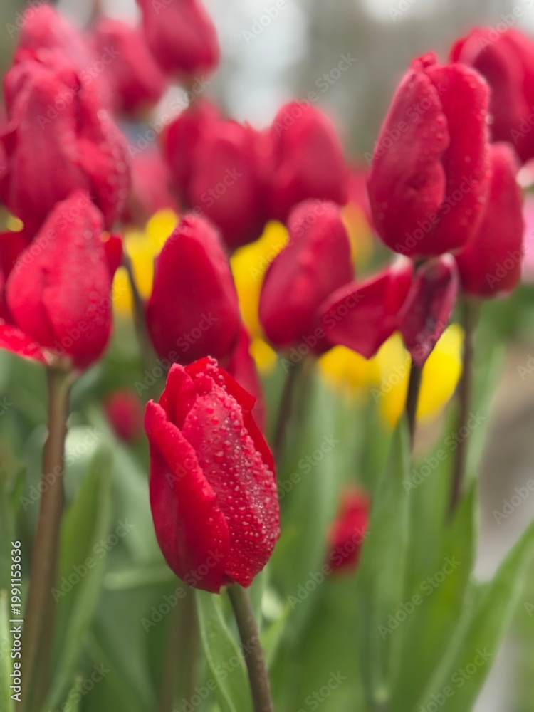 Fototapeta premium Tulipanes en día de lluvia