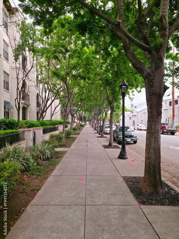 Fototapeta premium Walking path lined with trees in quiet residential neighborhood - San Jose, California, USA
