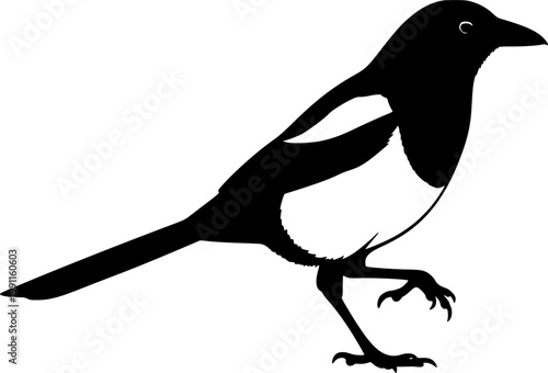 Black magpie bird silhouette standing on one leg isolated on white background
