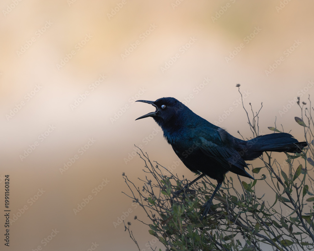 Fototapeta premium Close-up wildlife photographs of a black grackle perched on dry branches during golden hour.