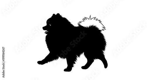 Adorable vector silhouette of a fluffy pomeranian dog walking lightly. transparent.