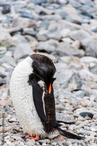 Close-up of Gentoo Penguin -Pygoscelis papua- at Cuverville Island, on the Antarctic Peninsula