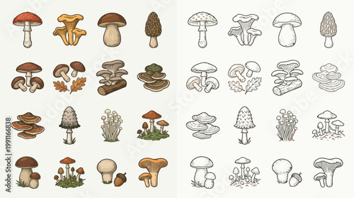 A comprehensive collection of various mushroom illustrations, presented in both colored and line-art styles, showcasing diverse species and growth patterns.