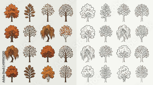 Collection of detailed illustrations of various deciduous trees in autumn colors and line art style.