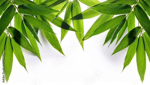 Green Bamboo Leaves Isolated On A White Background