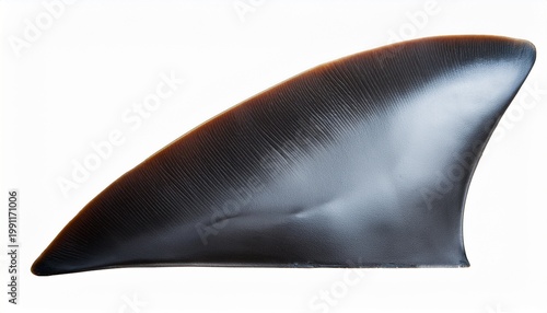 Shark Fin Isolated On Transparent Background