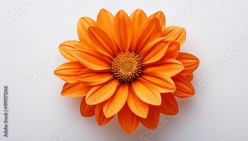 A Bright Orange Flower With Many Petals And A Yellow Center Against A White Background