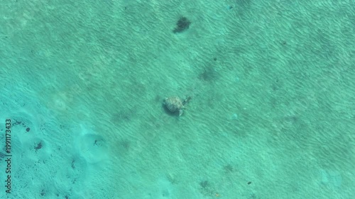 Turtle swimming underwater ocean life wildlife Australia drone aerial