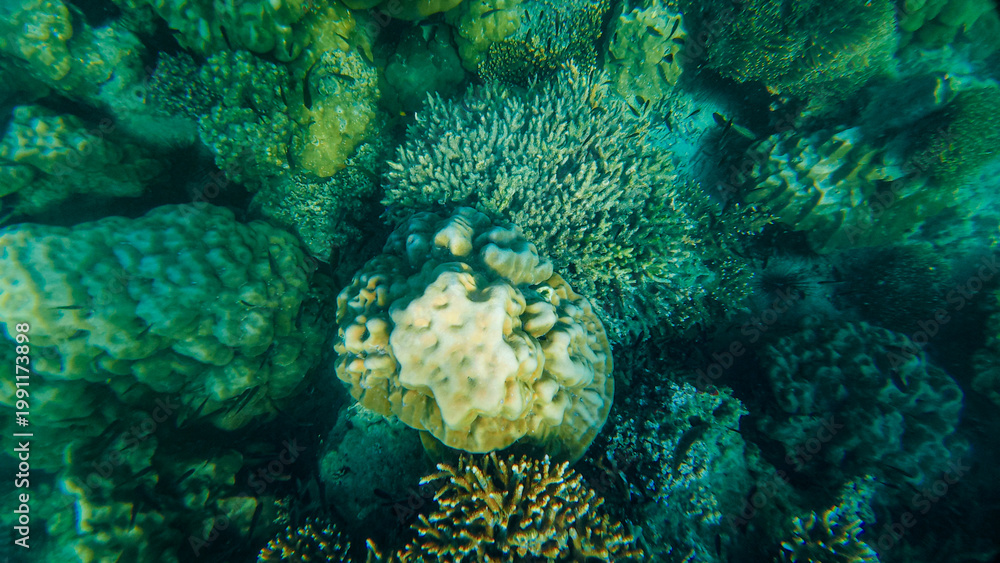 Obraz premium Reef under the sea in Myanmar sea