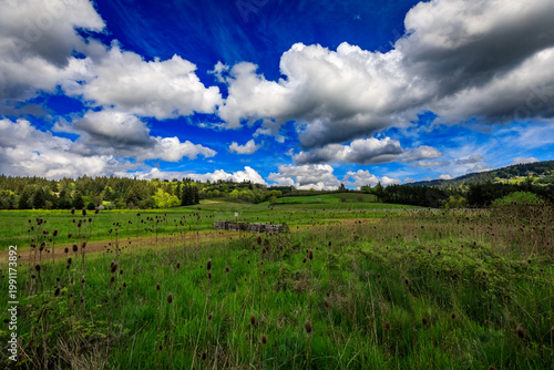 Tranquil Vineyard Hill Road: A Pastoral Scene in Yamhill County,