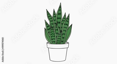 A potted snake plant against a clean backdrop. The plant has long, green leaves with striking patterns