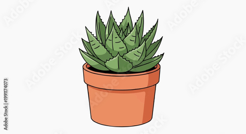 A Succulent plant in a terracotta pot