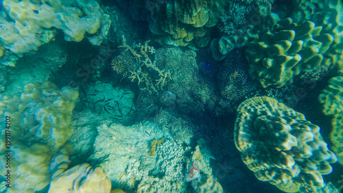 Reef under the sea in Myanmar sea