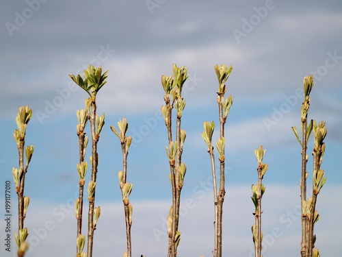 Fotografie Vivid buds on slender branches