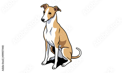 Greyhound dog sitting isolated on white background