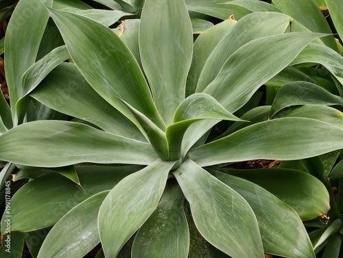 Fotografie Architectural succulent with smooth leaves