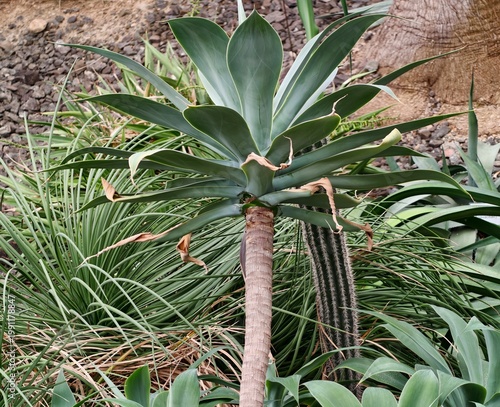 Fotografie Arid garden tree with leaves