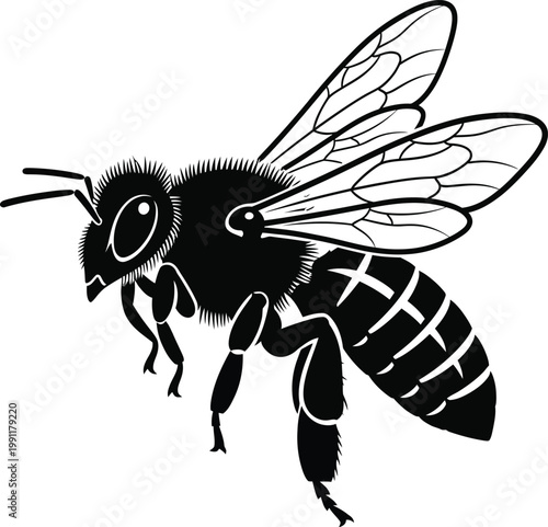 Black and white vector illustration of a honey bee.