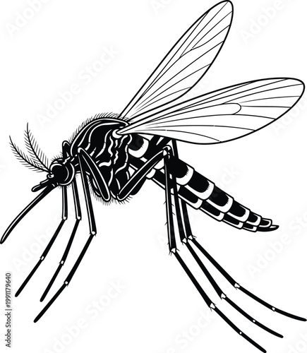 Detailed black and white line art illustration of a mosquito insect.