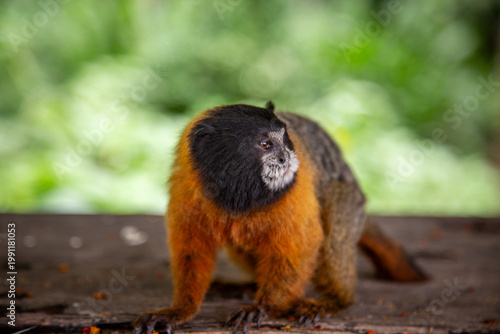 Golden‑mantled Tamarin in the amazon jungle