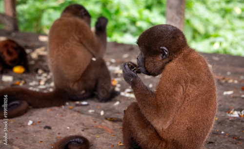 Golden‑mantled Tamarin in the amazon jungle