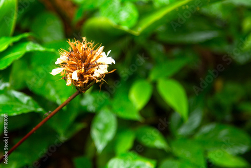 dead flower in the amazon jungle with aphids on it