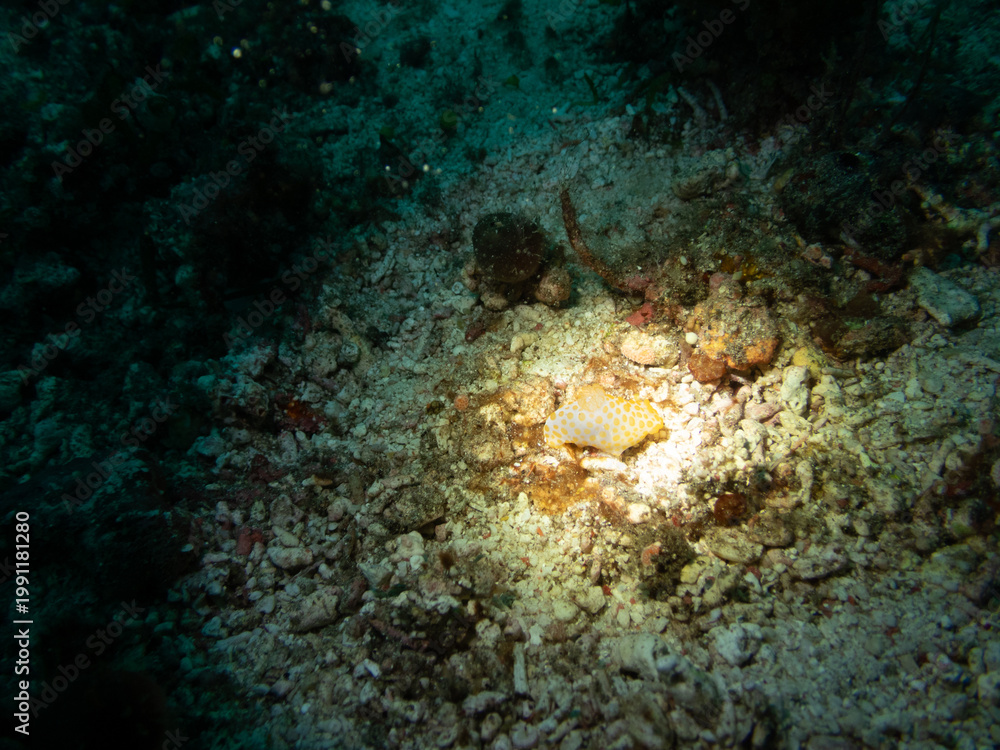 Obraz premium Yellow-spotted nudibranch, Gymnodoris rubropapulosa in Raja Ambut