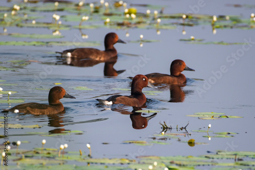 Ferruginous ducks swimming calmly on a small still water body