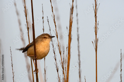 Long-tailed Prinia perched on a delicate branch in natural habitat