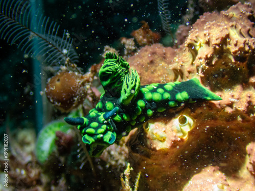 Bild auf Leinwand Nembrotha cristata nudibranch