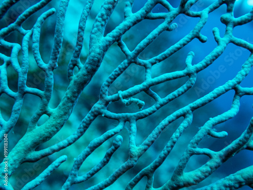 Denise’s Pygmy Seahorse
