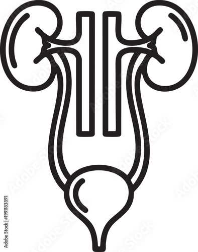 Human urinary system, kidney anatomy, bladder illustration, urology diagram, medical vector icon