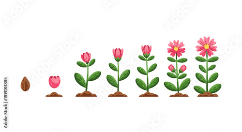 Plant growth cycle stages seed germination to blooming flower showing development and evolution