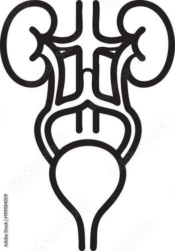 Human kidney anatomy, urinary system, black line art, medical illustration, organ diagram