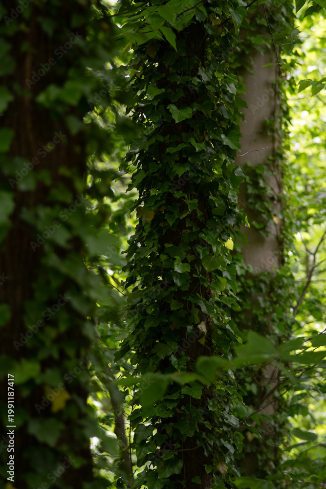 Obraz premium trees in the woods
