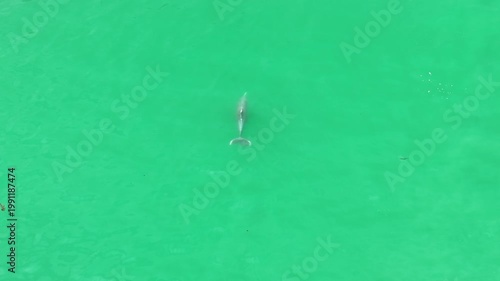 Humpback dolphins Australia playing together wild 