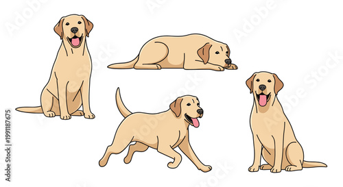 Labrador retriever dog is shown in four natural poses including sitting lying down and running in a friendly and consistent animal vector set.