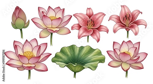 Set of Pink Lotus and Lily Flower Botanical Illustrations
