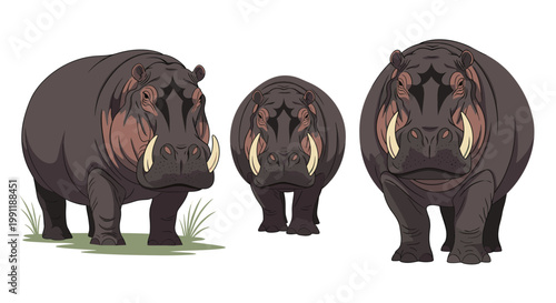 Three large hippopotamuses are shown in different perspectives standing on green grass against a plain white background.