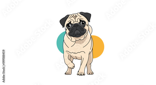 Cute tan pug dog with its characteristic wrinkled face and curly tail is shown walking forward on a white background.
