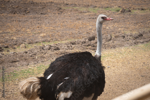 Ostrich standing in open environment with natural ground background