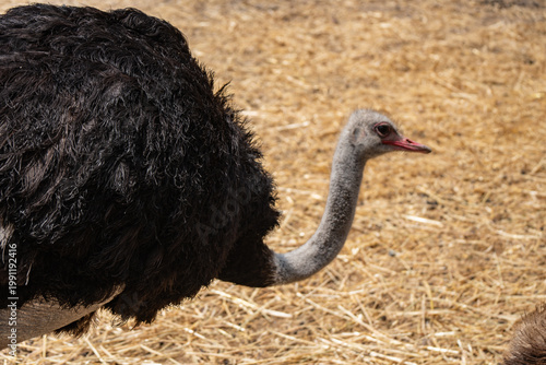 Ostrich close up in farm environment with natural background