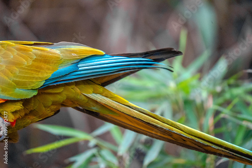 Colorful macaw feathers close up with blue and yellow wing detail