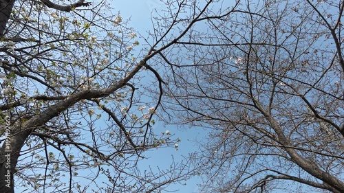 青空の咲き始めの桜