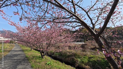 河津桜と青空