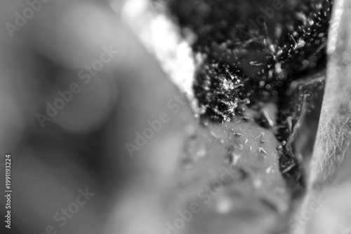 Macro texture of whiteheads and blackhead on peel off mask