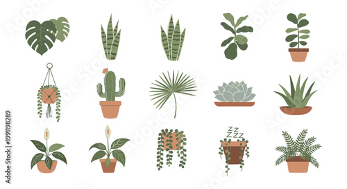 Collection of assorted potted houseplants in cartoon style, vector illustration