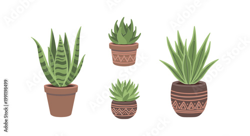 Collection of Potted Succulent Plants, Various Green Houseplants in Decorative Pots