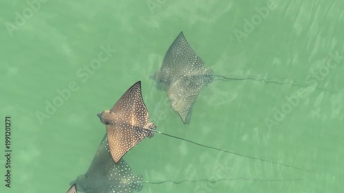 Eagle ray underwater flying Australia beautiful 
