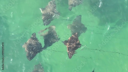Eagle ray underwater flying Australia beautiful 